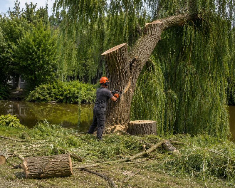 Tree Removal