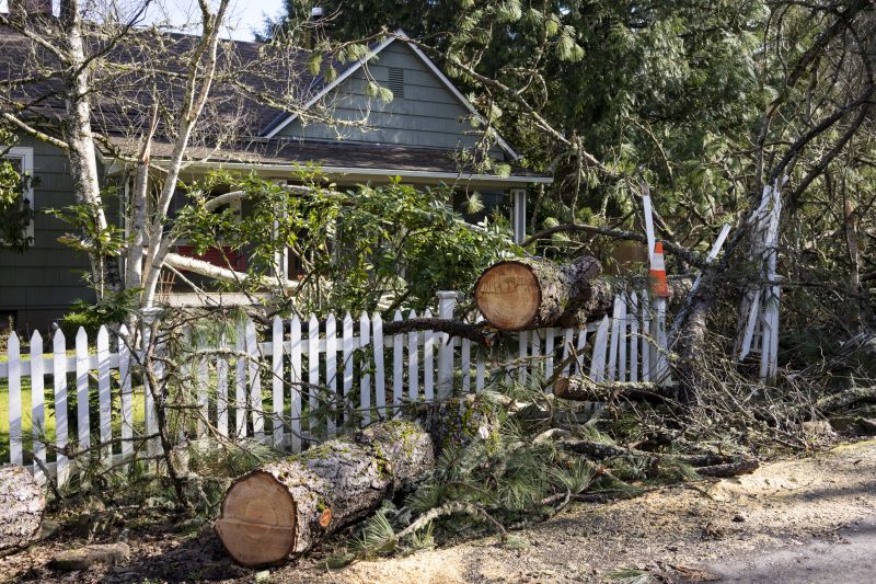 Fallen Tree on Commercial Site