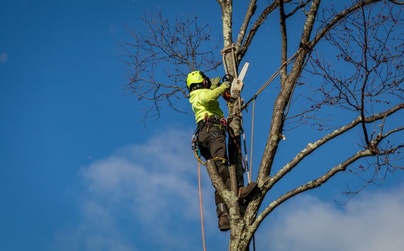 Tree Removal Crew Working