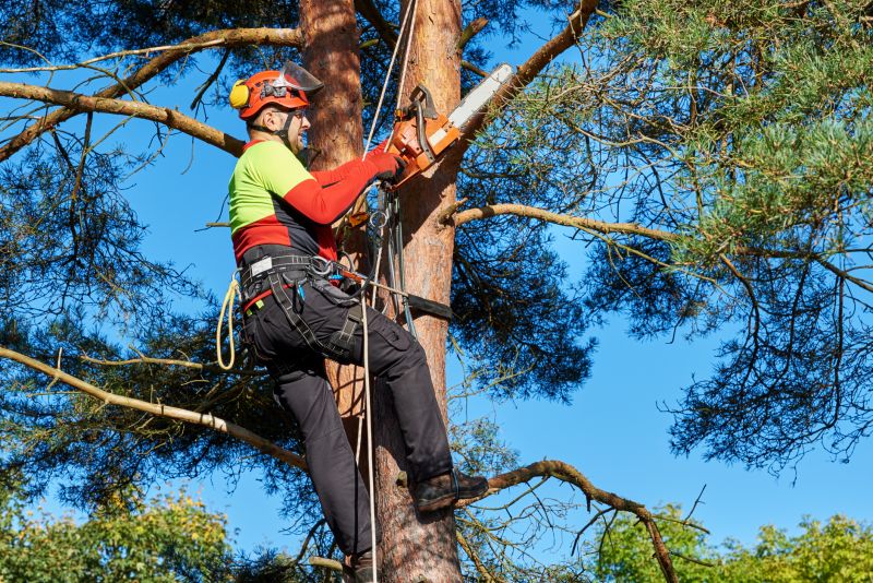 Licensed Tree Experts