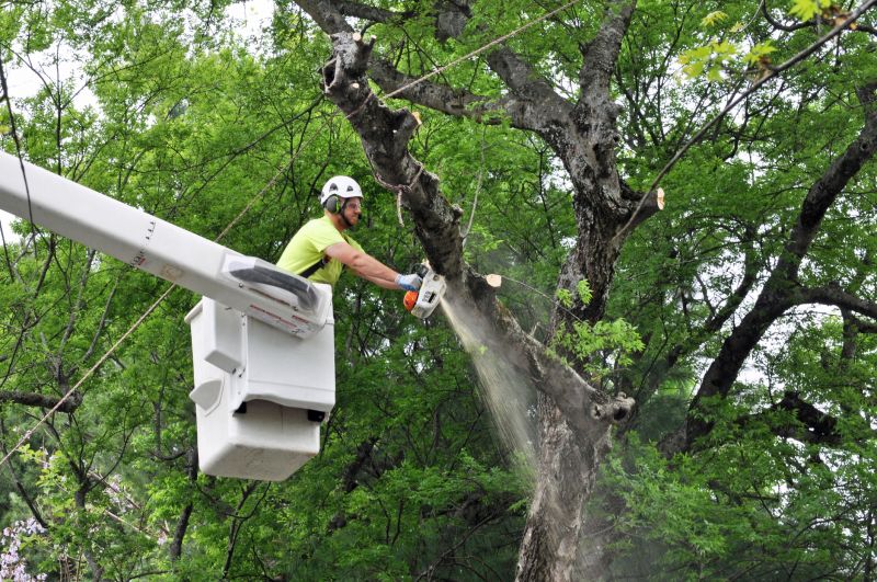 Large Willow Tree Being Dismantled