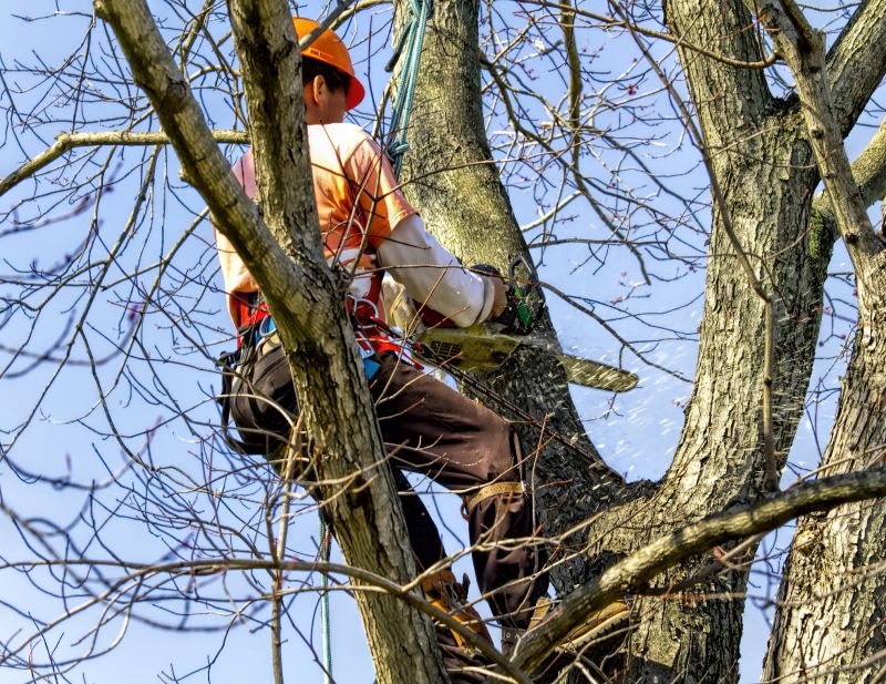 Safety in Tree Removal