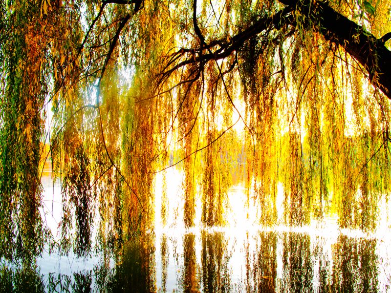 Enhances yard appearance and overall curb appeal