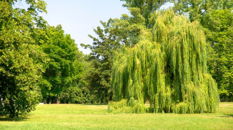 Reduces risk of falling branches and tree collapse